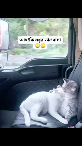 #মেনশন_করুন_আপনার_প্রিয়_মানুষকে❣️😊 #সবাই_একটু_সাপোর্ট_করবেন_প্লিজ #foryoupage #vairalvideo #জানি_ভাইরাল_হবে_না😐😐 