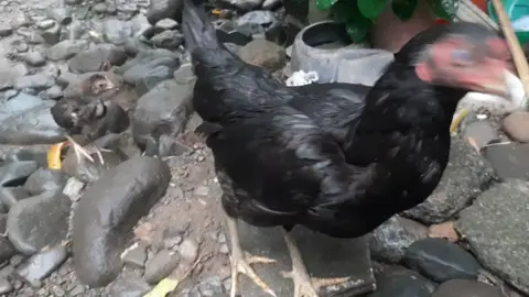 aktifitas setelah hujan.. #ayam  #ayamkampung  #ayamsiam  #ayambangkok  #anakayam 