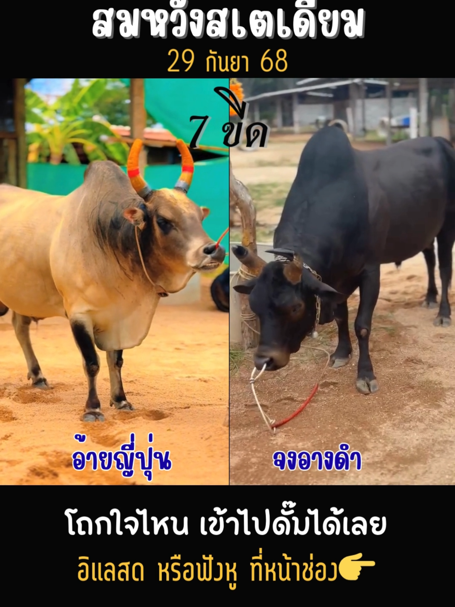 สมหวัง 29 กันยา #ลังสาดยากูซ่านักล่าซามูไร_ญี่ปุ่น #อ้ายญี่ปุ่น #ดุกด้างอัศวินยอดนำทรัพย์ #จงอางดํา