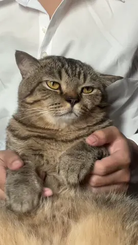 เก๋าว่ามันไม่ใช่นะมี้ #เก๋าไม่เอนจอย #สวนสัตว์tiktok #แมว #cat 