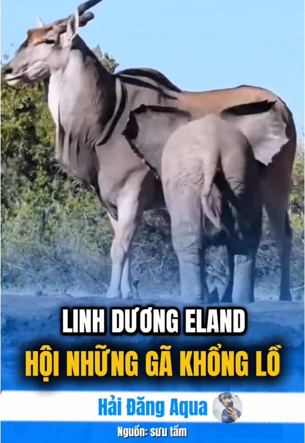 Hy vọng cơn bão sẽ chóng đi. Ở chỗ bạn có mưa không? #haidangaqua #hải_đăng_aqua #funnyanimals #cuteanimals #eland 