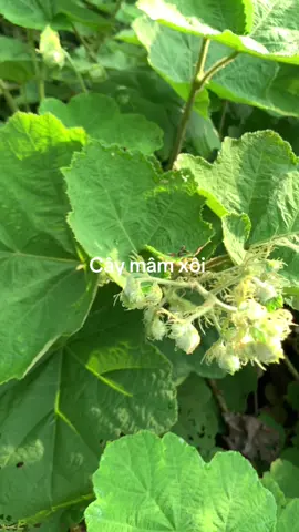 Cây mâm xôi #baithuochaymoingay #baithuocdangian #thinnhhanh #hangthaoduoc #hangthaoduoc 