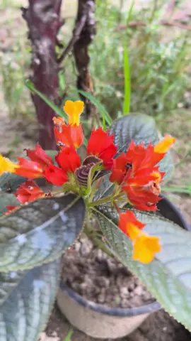 फुल पुल्नु भ्रम हो, सुगन्धैसँगै समय हराउँछ, मुटुमा बाँध्न खोज्दा पनि उसको पात झरीदिन्छ। रङ्गीचङ्गी सपनाजस्तै क्षणभर चम्किन्छ, तर स्थायी उज्यालो फुलमा कहिल्यै बस्दैन। साँचो सौन्दर्य त भित्रै हुन्छ, नझर्ने, नउड्ने, फुल त केवल सम्झाउने संकेत हो जीवनको अस्थायीपनको। 🌸 #quotes_of_the_day #touchedwords #wordsofheart #shirishkophool 