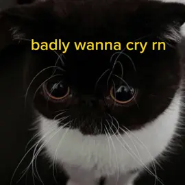 nyee .  .  #voiceacting #funny #cute #meme #cats 