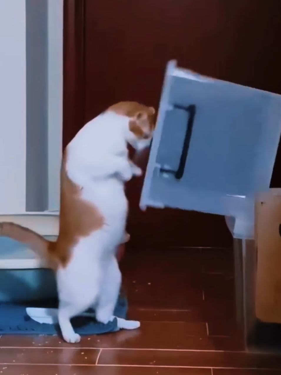 When your cat thinks he’s David Meowgic 😹🎩 #magic #cat #funnymemes #fyp #funnytiktok 