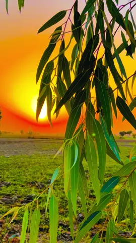 #pindawale #پنڈاں_والے #ساڈا_پنجاب🍁🥀 #foryou #viral #1millionviews 