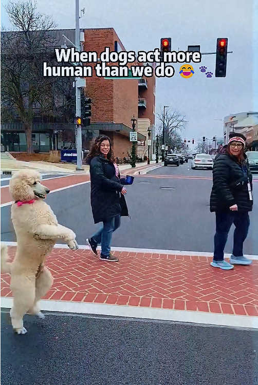 When dogs act more human than we do 😂🐾#funnydog #dog #humanlike #dogcompanion #funny 