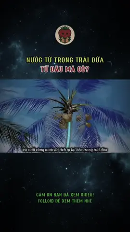 Nước trong trái dừa từ đâu mà có?