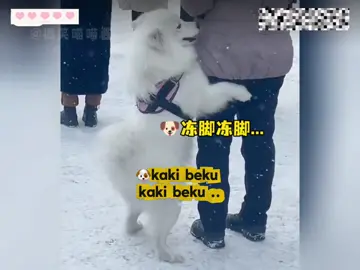 kehidupan anabul di utara China part 2 #anabul #anabulkesayangan #puppy #catlover #capcut 