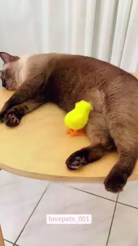 Play with my cat.#cat #cats #catlover #catsoftiktok #funny #foryou #funnytiktok #fyp #fypシ゚viral #funnyanimals #cute #usa🇺🇸 