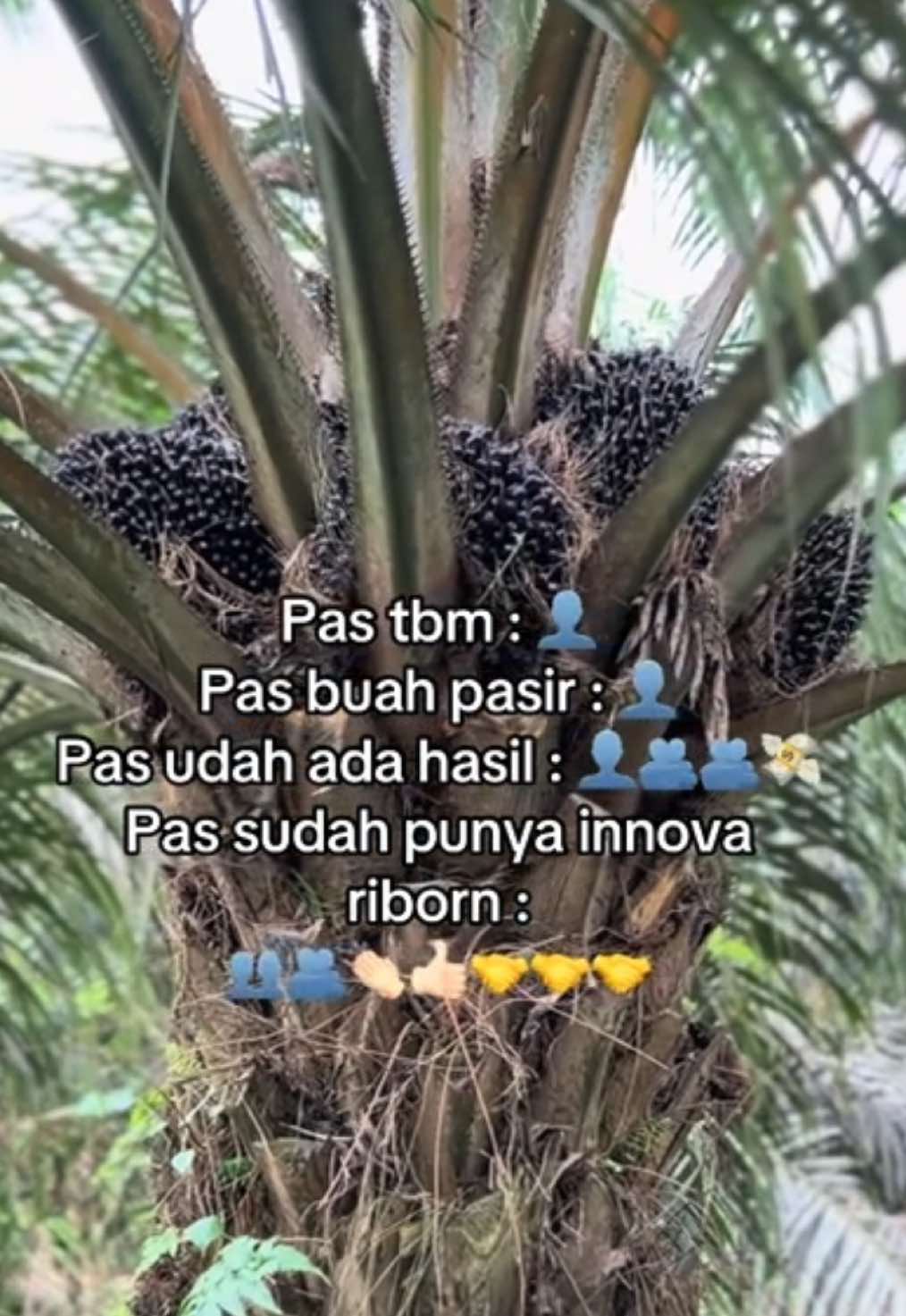 😂 #sawitontiktok 