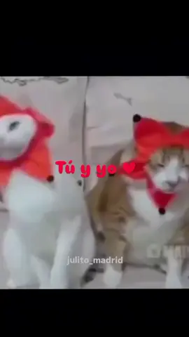 😺🫶 . te quiero ❤️ #fyp #fyppppppppppppppppppppppp #paratiii #paratiiiiiiiiiiiiiiiiiiiiiiiiiiiiiii #gatos 