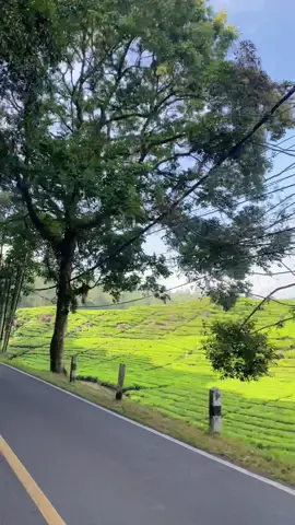 View nya ga pernah gagal🥹#ciwidey #ciwideyrancabali #healing #kebuntehciwidey 