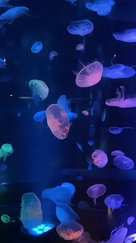 이 영상은 2025.12/27에 비공개가 되고 2026.12/27에 공개가 됩니다 그때의 나한테 편지 /한마디에 말 같은거 하고 가세요 : ] #감성영상 나눔#영상 나눔# 편지나 말 쓰고가라 ㅠ#ㅊㅊ#핱 이랑댓 해조 ㅠㅠ 