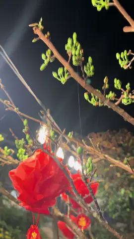 Nôn lắm rồi #ngoai #tết2026 #66đồngtháp 