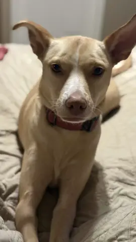 #CapCut #dogsoftiktok #doglove #doglover #doglife 