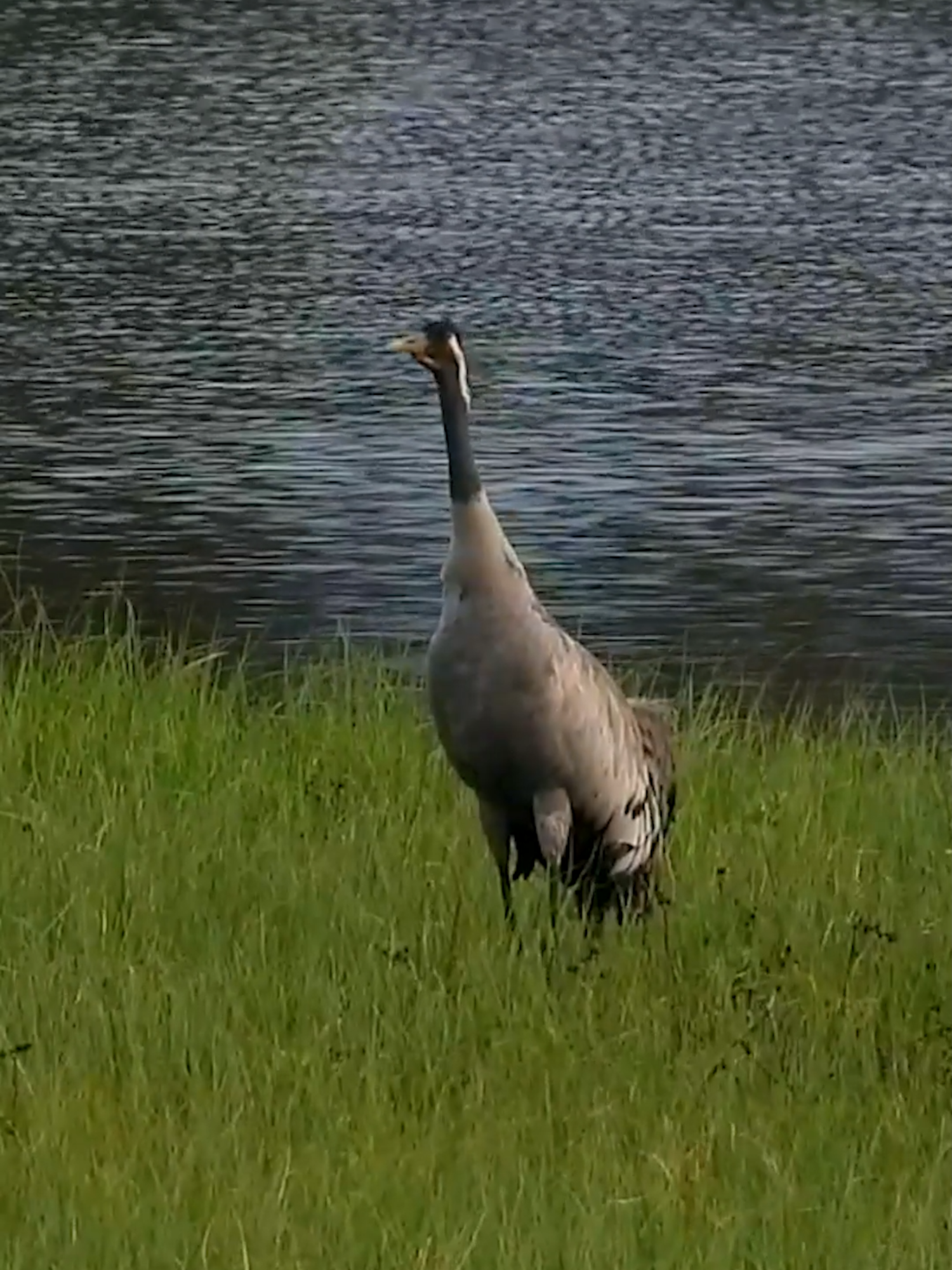 Common Crane Trane song Серый журавль Grue cendrée Kraanvogel Grulla común Kranich Bayağı turna 灰鹤 #Bergsbudammen 8 June 2021 #shorts #p1000 #beautiful #chirping #birds #Nikon #coolpix #coolpixp1000 #vogel #bird #april #birdwatching #norway #birdslover #naturelovers #wildife #peacefull #relaxing #sound #song #sang #chant #gesang #singing #call #p1100