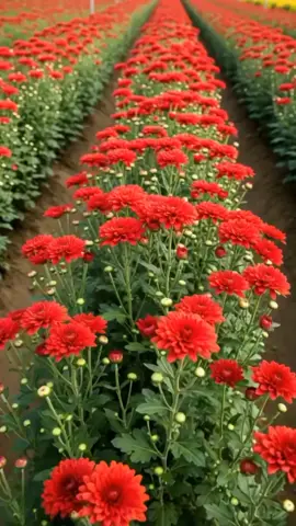 #ပန်းလေးတွေဆိုချစ်တယ်  #ချစ်သောလေးတွေဘဝမောတွေပြေပါစေ🤗🤗🤗