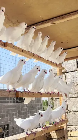 #حلالنا🧿🧿 #شونكم_حبايب_كلبي_مشتاقين #ابطال_الكوت😇🤞 #فكات_ارافل_ارافل_اهالي_كوت #الشعب_الصيني_ماله_حل😂😂 @مرتضى الريس @فروسي الحياوي @عباس فاضًل🌿🎶 @☆³¹³Ahmed |🇮🇶| احـمـد☆ @حُمْوِدٰيِ عّباسِْ 