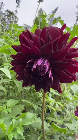 Good morning 🌞🌞🌞