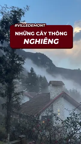 Chuyện những cây thông nghiêng tại Ville De Mont Mountain Resort 🌲🌲 #villedemontmountainresort #sapa #trulysapa #luxuryresort #boutiqueresort  
