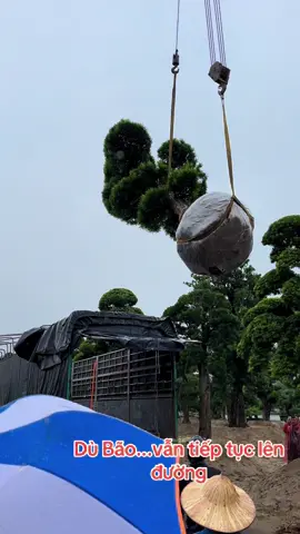 Dù mưa bão...vẫn tiếp tục lên đường. #tunglahan #tunglahannhatban #tungnnhat #canhquansanvuon #yeucay 