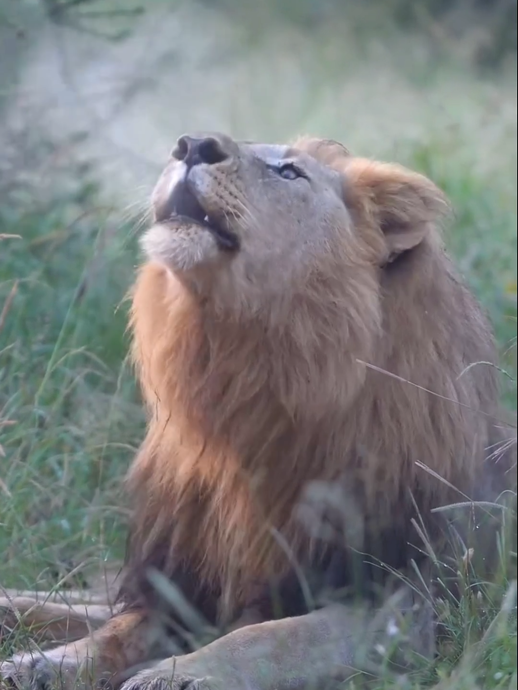 One Roar, One Rule – The King Speaks.🦁🔥 #animals #lion #king #roar #foryoupage 