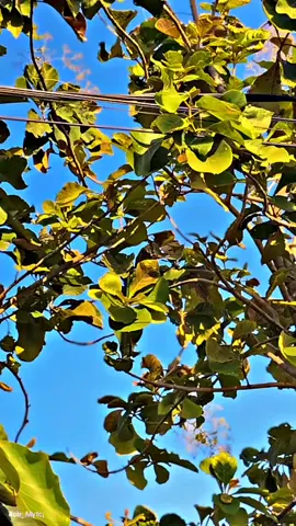 #cb125se🚀 #cbdownsizestyle🔥 #cbindonesiaklasik#fyggaknih 