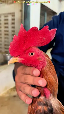 King BEAST ❤️‍🔥🐦‍🔥In Hands Of Shariyar Sulehri ❤️@Sherri_Sulehri 