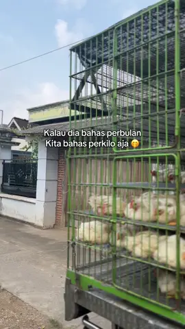 #blitar24jam #broilerchicken #peternakmuda #distributorayam 