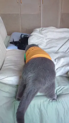 Imitate Mom’s movements.😂#catsoftiktok #cutecats #catsleep #fyp #foryou 