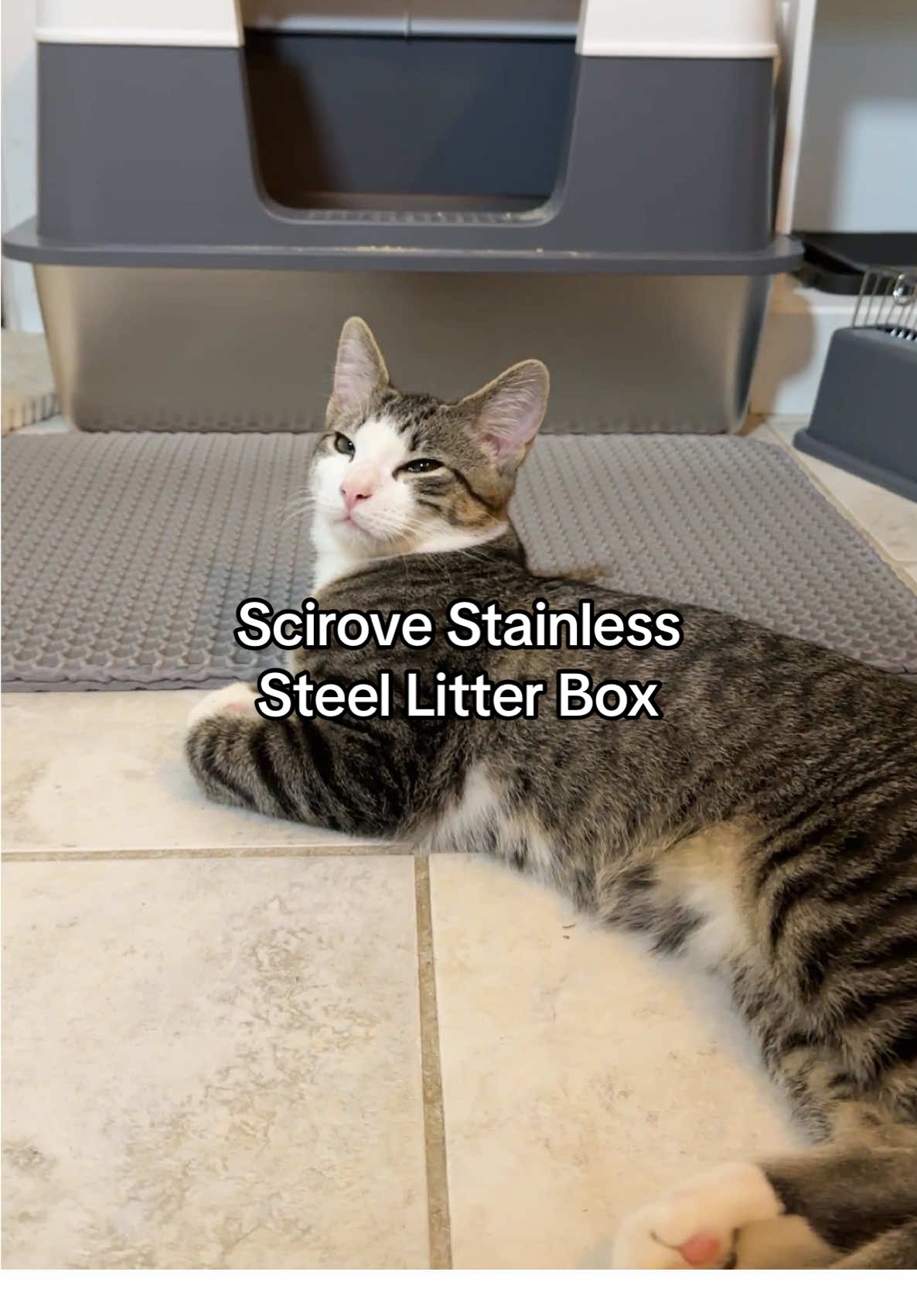 Strudel means business @Scirove upgrade to the stainless steel litter box today! Your kitty will thank you #stainlesssteellitterbox #litterbox #cathealth #tiktokshopfalldealsforyou #tiktokshopholidaydeals 