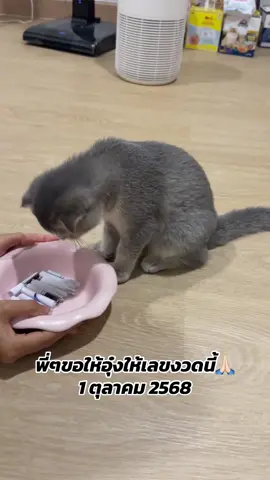 อุ๋งๆนำโชค 3 ตัว ประจำวันที่ 1 ตุลาคม 2568 🙏🏻#creatorsearchinsights #cat  #แมวนําโชค #แมว #หวย 