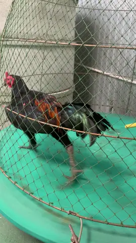 จะไปโอลิมปิ🤣❤️🐔#ไก่ชน #สมุนไพร 