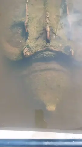 Turtle 🐢!!!#turtle #funny #cut #crazy #fyp 