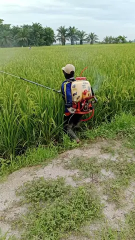 Penyemprotan Hama Padi #semprotan #sprayer #padi #petanimilenial 