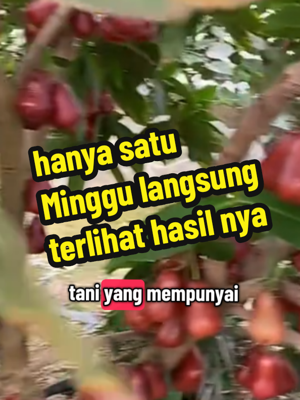 pupuk zinc booster, hanya dalam waktu 1 Minggu saja langsung terlihat hasilnya#pupuk #pupukperangsangbuah #pupukzincbooster 