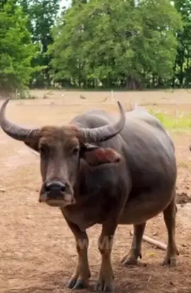 #tiktokviral #creatorsearchinsights #tiktok #bisayangtiktoker 