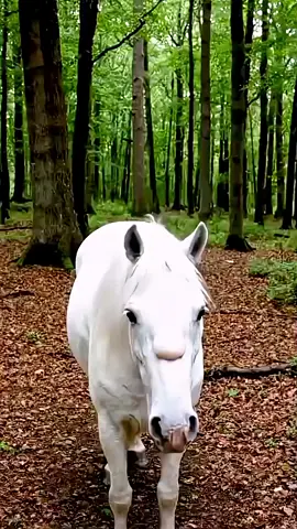 Help animals please🙏  #birds  🙀😮😮😮#ai#foryou  #animals #monkey 