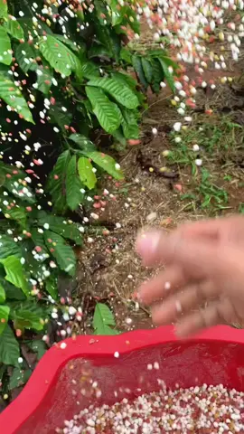 BÓN PHÂN CÀ PHÊ ĐỢT CUỐI#tiktok #nongdan #caphethientruong #ductrong #lamdong 