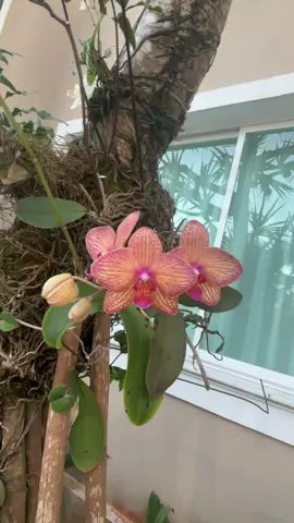 Amo a primavera 