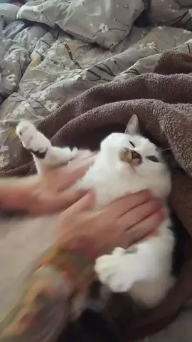 2. No meme today just cute cat videos  #cat #fatcats 