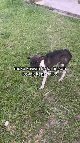 koyak ka? #fyp #sabahancrew_fams 