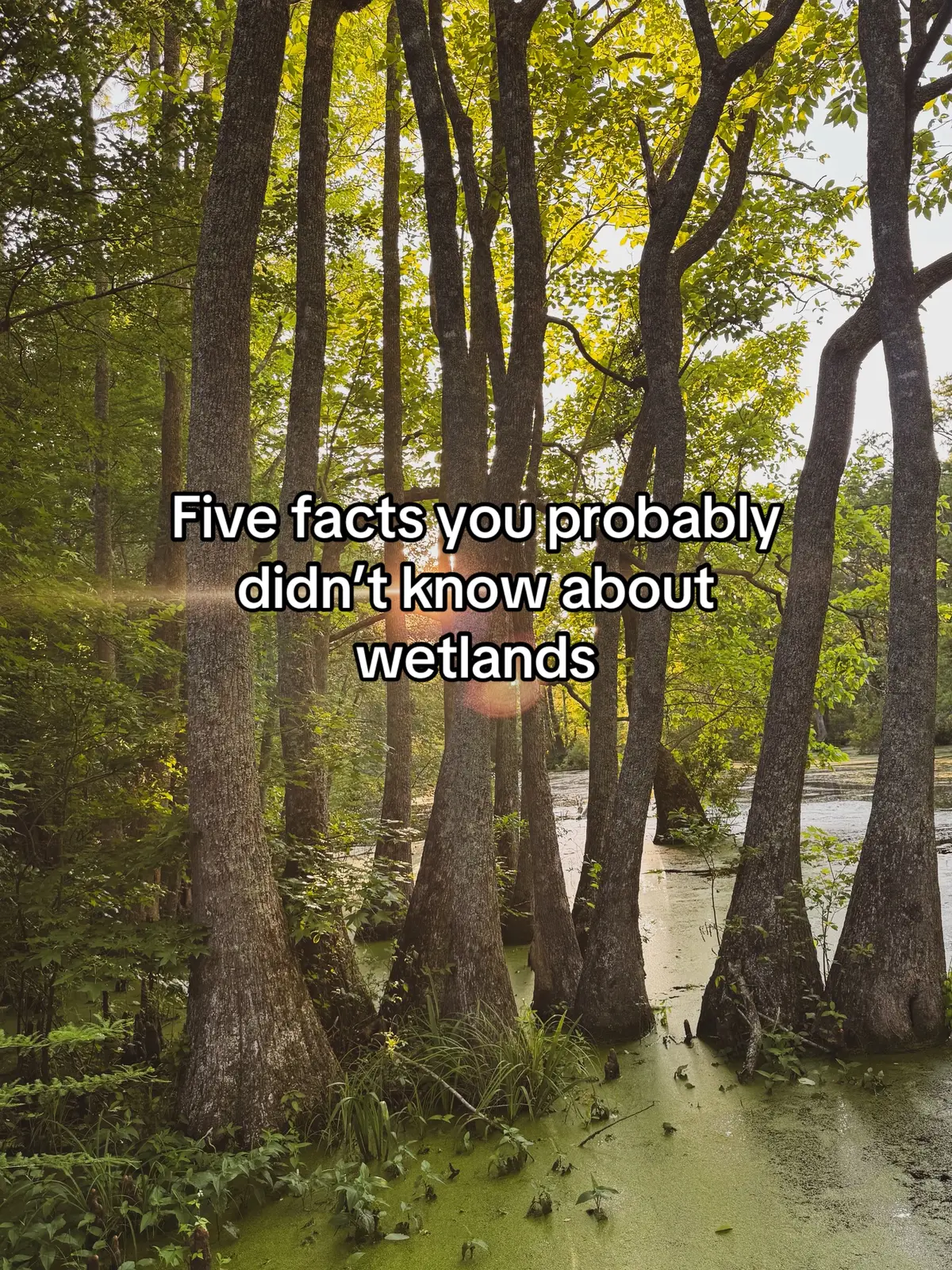 🤯 - you right now, I’m sure. #environmentalscience #conservation #wetlands #wildlifeconservation #Sustainability 