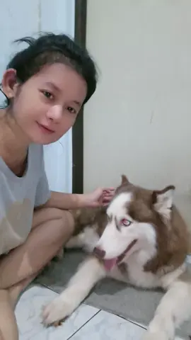 #ไซบีเรียนเป็นหมาตลก #แบบทดสอบหมาเด็กดี 