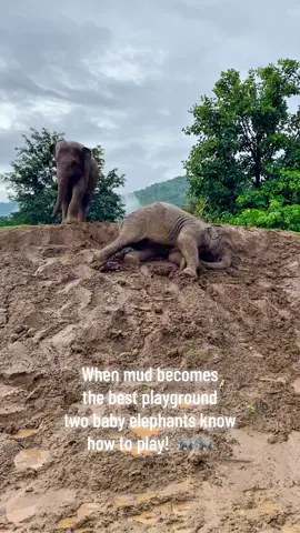 Wet weather turned the muddy hill into a slippery slide for sisters Pyi Mai and Chaba. These clever little ones know exactly how to make the most of playtime together — with their dog friend Yoyo even joining to watch the fun. A happy, carefree moment to brighten another rainy day. 🌧️🐘🐶✨ เมื่อภูเขาโคลนกลายเป็นสไลเดอร์ของสองพี่น้องปีใหม่และชบา เด็กน้อยทั้งคู่ก็ใช้ความฉลาดหาวิธีพากันเล่นอย่างสนุกสนาน แถมยังมีน้องหมาโยโย่มานั่งเฝ้าดูด้วย ความสดใสและความน่ารักของเด็กๆ ทำให้บรรยากาศในวันฝนพรำยิ่งเต็มไปด้วยรอยยิ้มและความสุขค่ะ  #SaveElephantFoundation  #มูลนิธิอนุรักษ์ช้างและสิ่งแวดล้อม #Elephant #ElephantRescue 