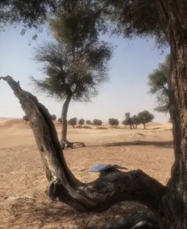 #فرقة_سالم_سويدان_المقبالي_غرام_شلات_حربيه