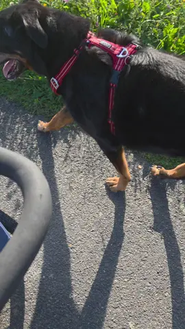 On a fait une super balade, spike m’a offert une balade ou il etait vraiment vif  . #beauceron #spike #basrouge 