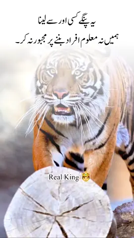 #foryoupage #viralvideo #TheRealking #malik_mohsin_Ali_1214 