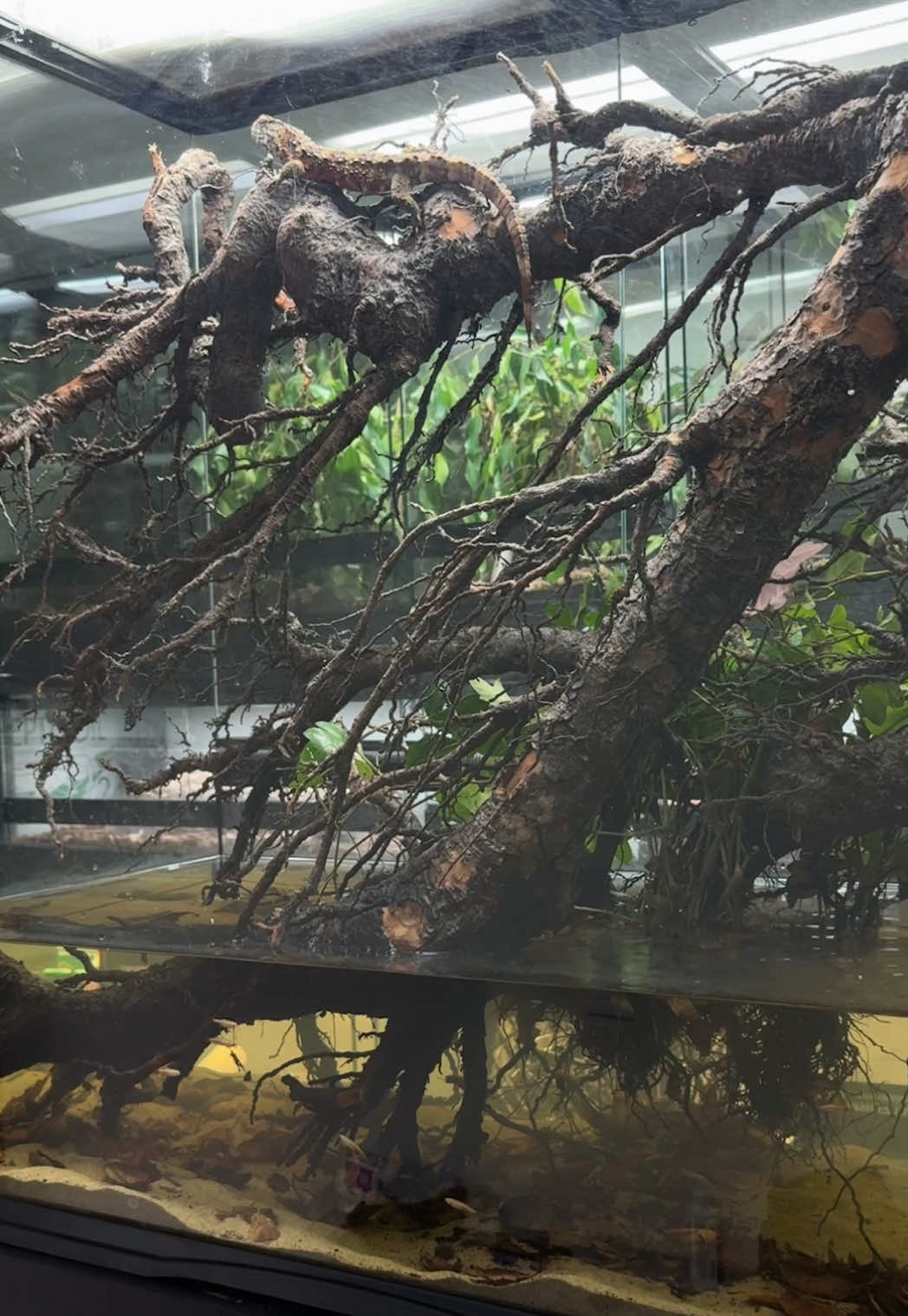 My favorite @Zoo Med Laboratories, Inc. enclosure is definitely the 36x18x36 paludarium, and it’s pretty obvious why… it’s the biggest canvas to work with! Though a fairly simple design, this enclosure turned out great, and viewable from 3 sides. This is generally how I keep all my Chinese crocodile lizards (Shinisaurus crocodilurus): with a full water bottom and lots of branch options of diffident sizes (baby care is a bit different but not far off). It’s also a fairly low maintenance paludarium since the filter is doing most of the work, some occasional water changes and top offs is really all the maintenance necessary. I may add some more fish (for my own enjoyment). But I do have 9 more paludarium to redo, so plenty of opportunities to experiment. Let me know what if you think I should do anything different on the next one, I will be trying different hardscape,  substrate, plants, botanicals, and more. Thanks for watching!